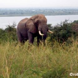 elefante a Marchison Park