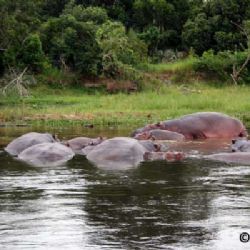 ippopotami nel Nilo alla foce del lago Vittoria