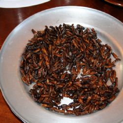 piatto di gourmet ugandese: termiti essicate