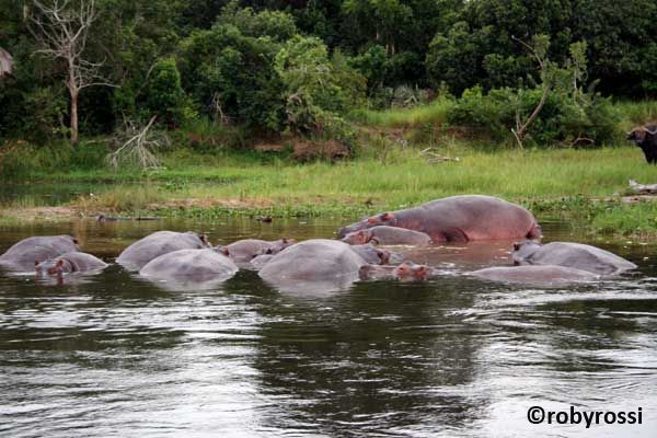 ippopotami nel Nilo alla foce del lago Vittoria