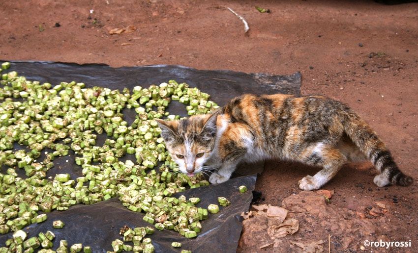 gatti karimojong