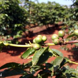 pianta del caffe a Nyeri - reportage Kenya