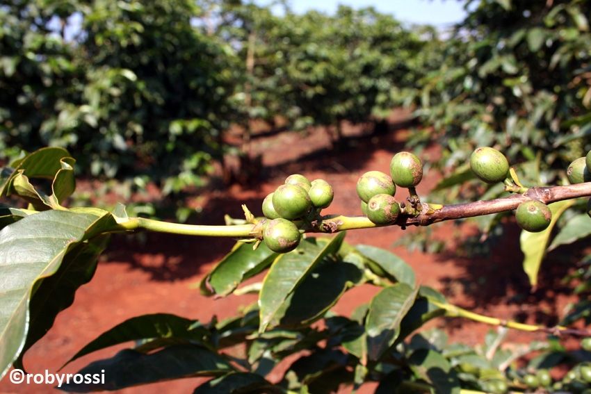 pianta del caffe a Nyeri - reportage Kenya
