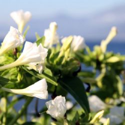 viaggio in Corsica - fiori e colori corsi - reportage Roby Rossi