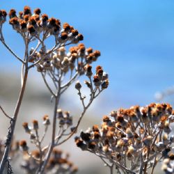 viaggio in Corsica - colori e fiori a Porto Vecchio - reportage Roby Rossi