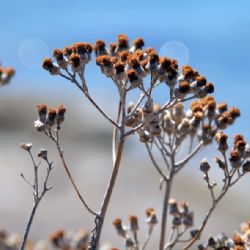 viaggio in Corsica - colori e fiori a Porto Vecchio - reportage Roby Rossi