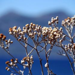 viaggio in Corsica - colori e fiori a Porto Vecchio - reportage Roby Rossi