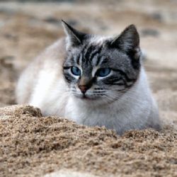 Su Pallosu - una colonia felina sul mare