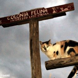 telecamera a Su Pallosu