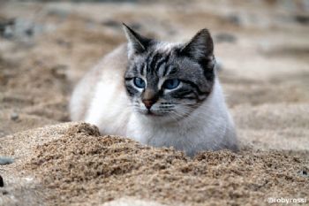 Su Pallosu - una colonia felina sul mare