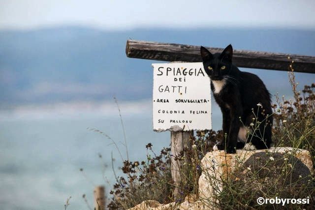 guardiano di Su Pallosu