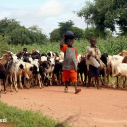 bambini al pascolo con animali