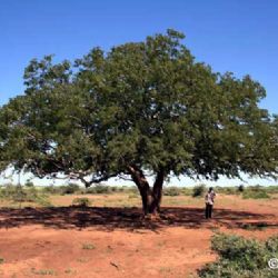 Karamoja, pianta di tamarindo