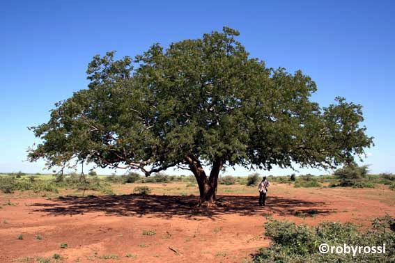 Karamoja, pianta di tamarindo