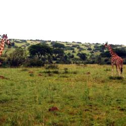 giraffe a Marchison Park