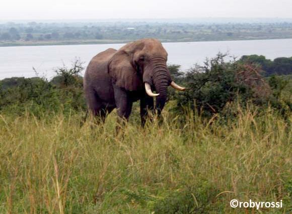 elefante a Marchison Park