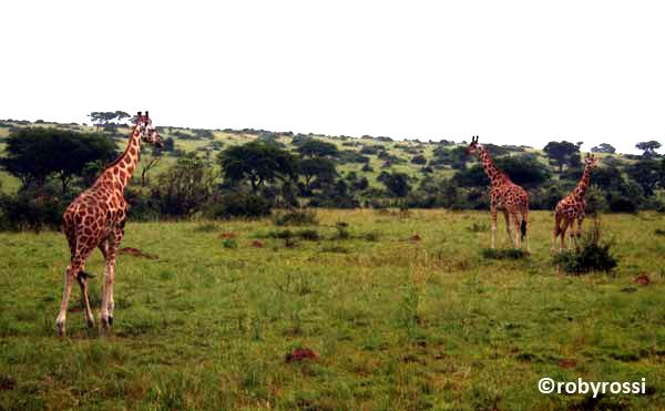 giraffe a Marchison Park